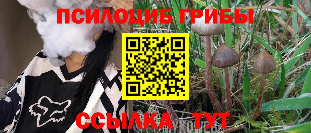 Галлюциногенные грибы Psilocybe Карталы
